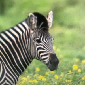 Meet your Posher, Martha